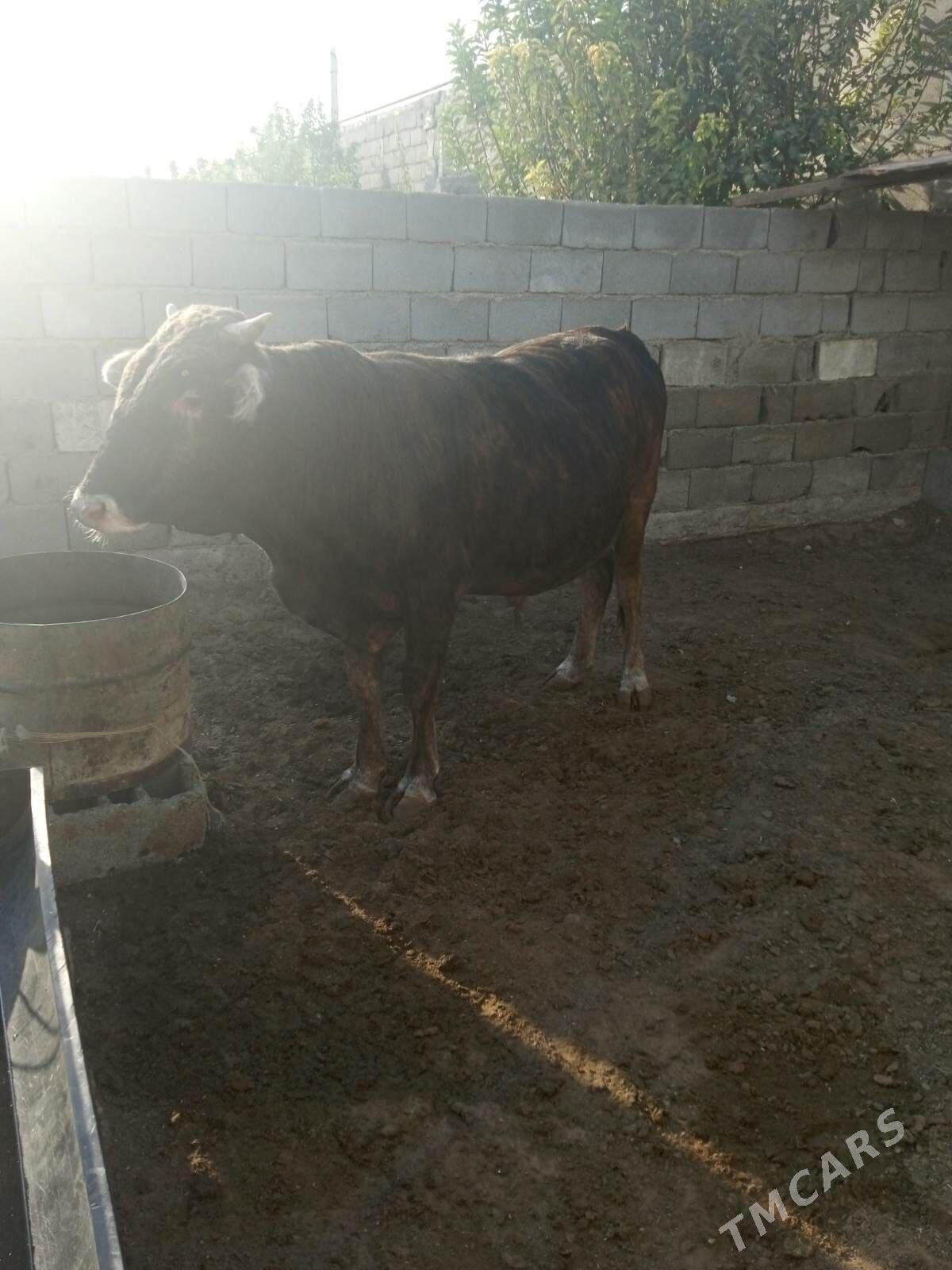 Öküz - Garadamak - img 4