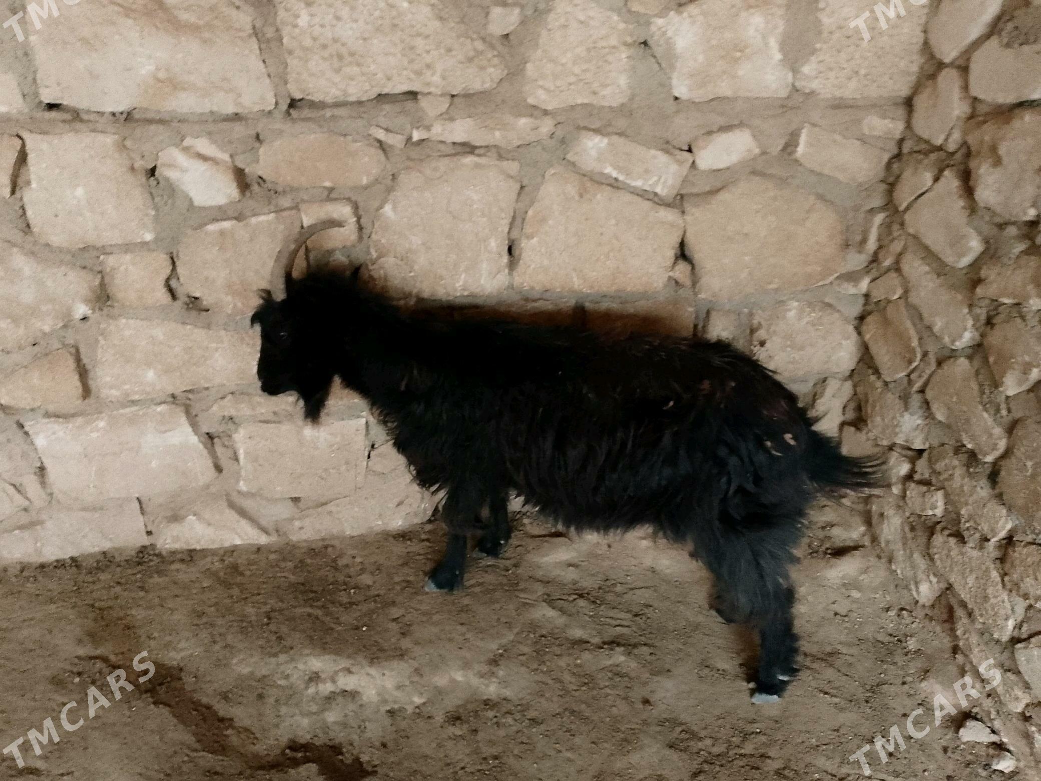 geci - Türkmenbaşy - img 1