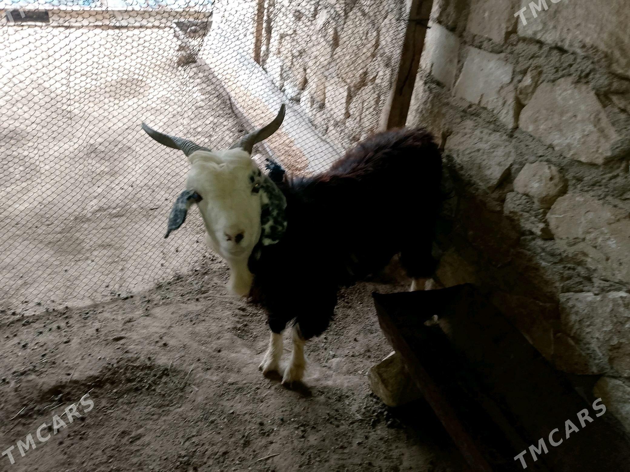 geci - Türkmenbaşy - img 2