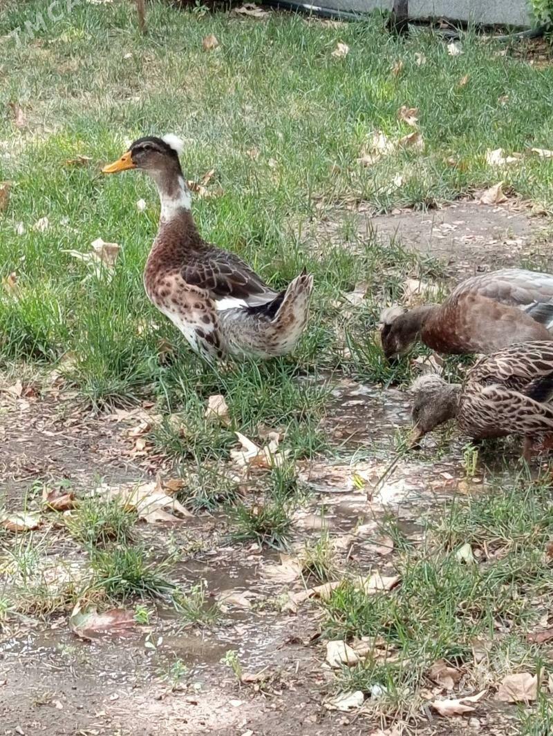 Ордеклер - Ашхабад - img 2