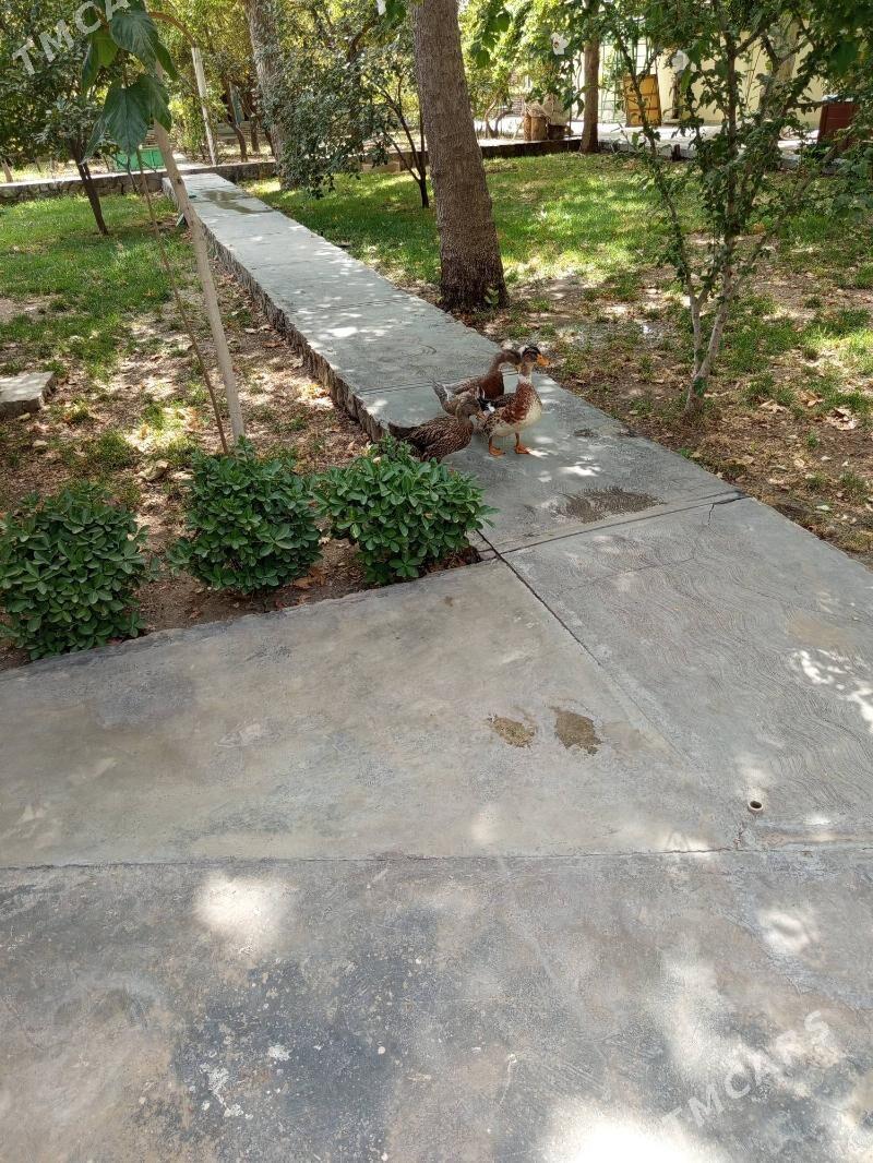 Ордеклер - Ашхабад - img 3