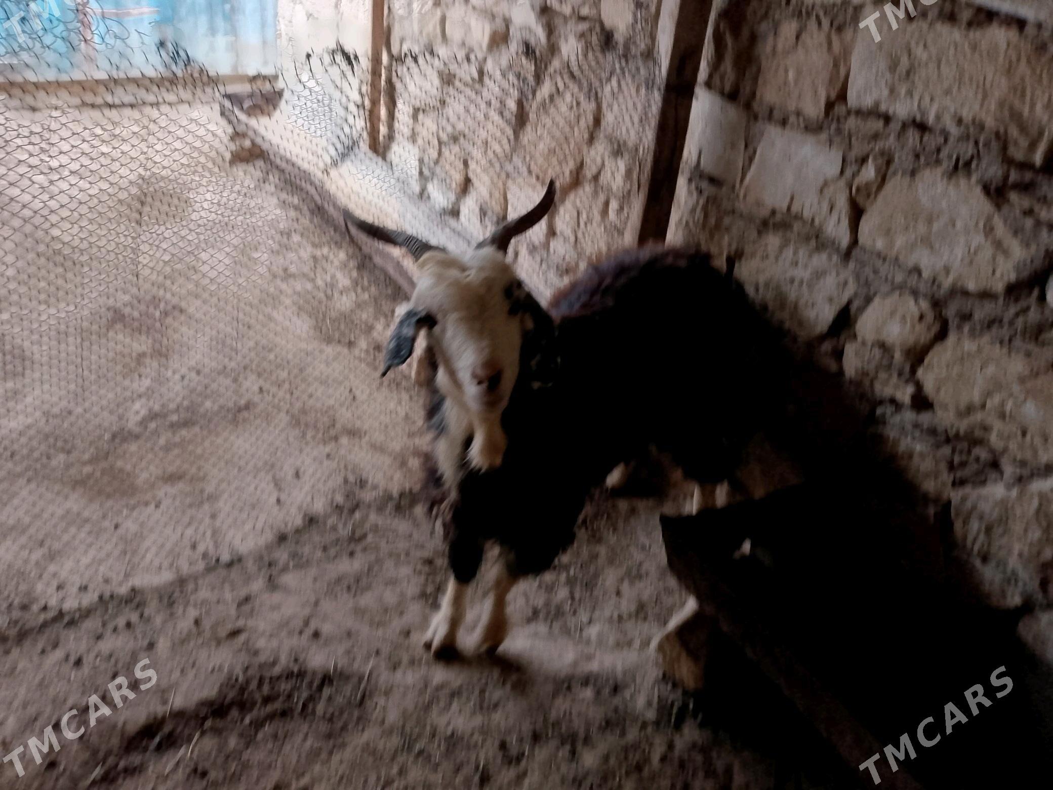 geci - Türkmenbaşy - img 3