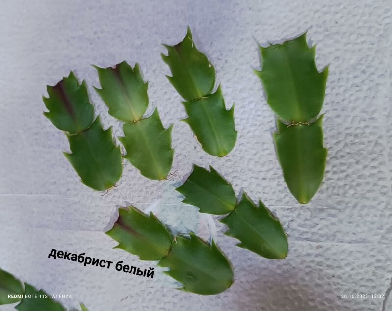 Декабрист, Рипсалидопсис - Гаудан "В" - img 8