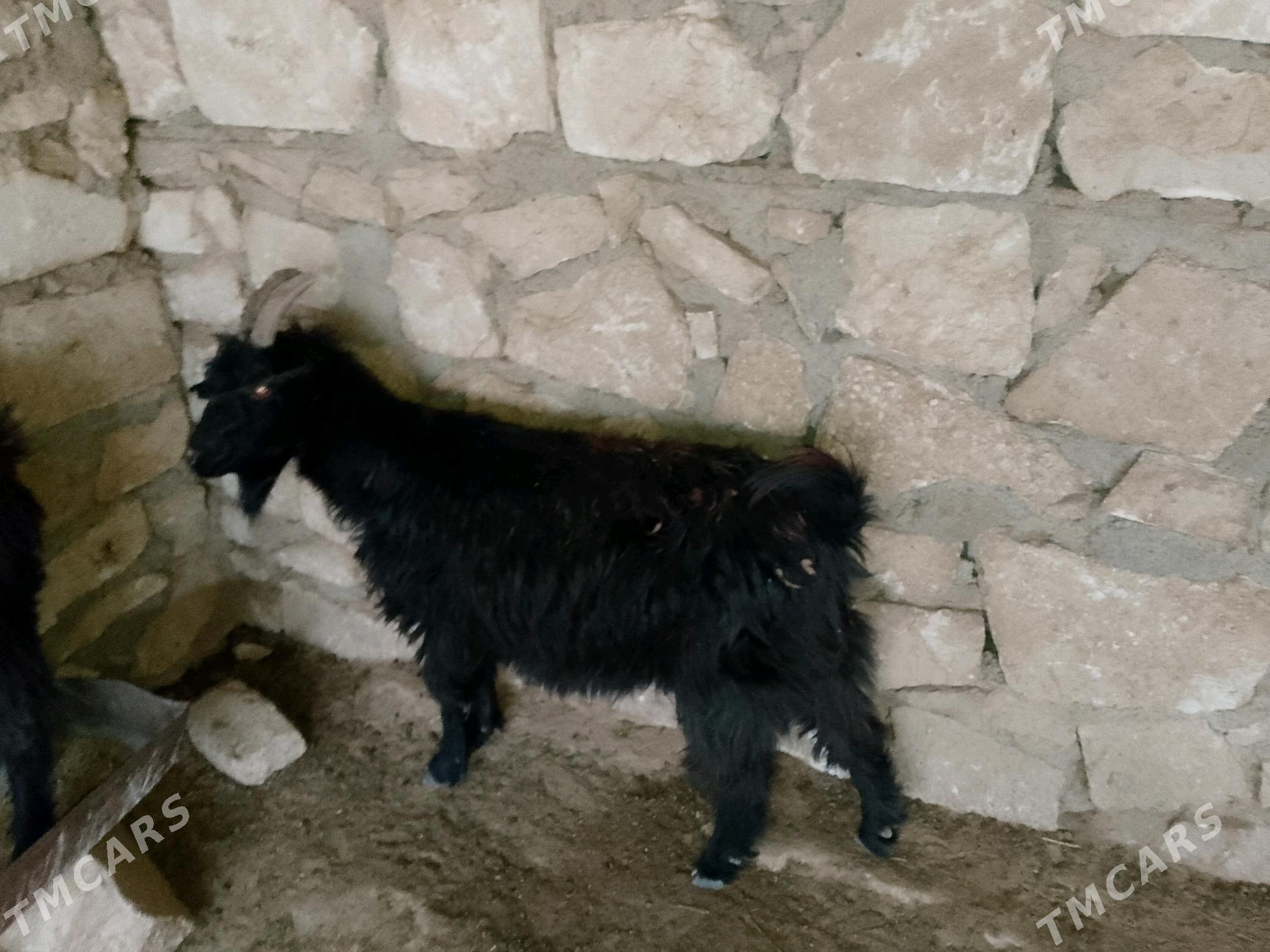 geci - Türkmenbaşy - img 4