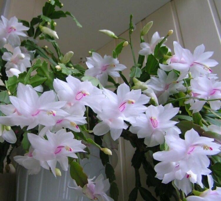 Декабрист, Рипсалидопсис - Гаудан "В" - img 9