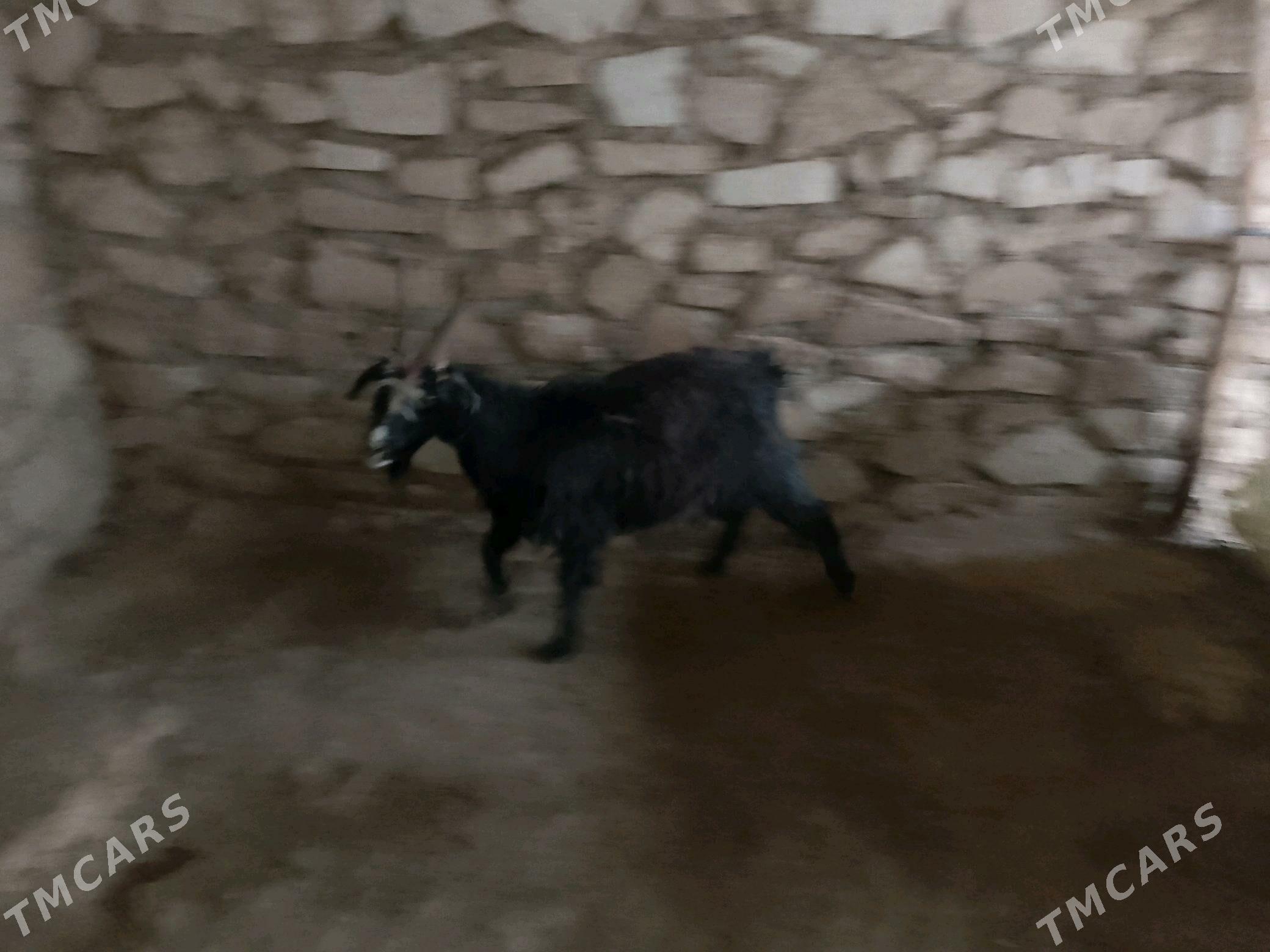 geci - Türkmenbaşy - img 5