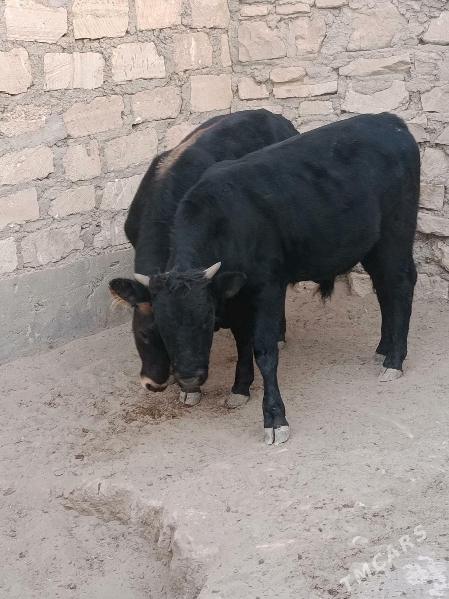 Ökiz - Гумдаг - img 3