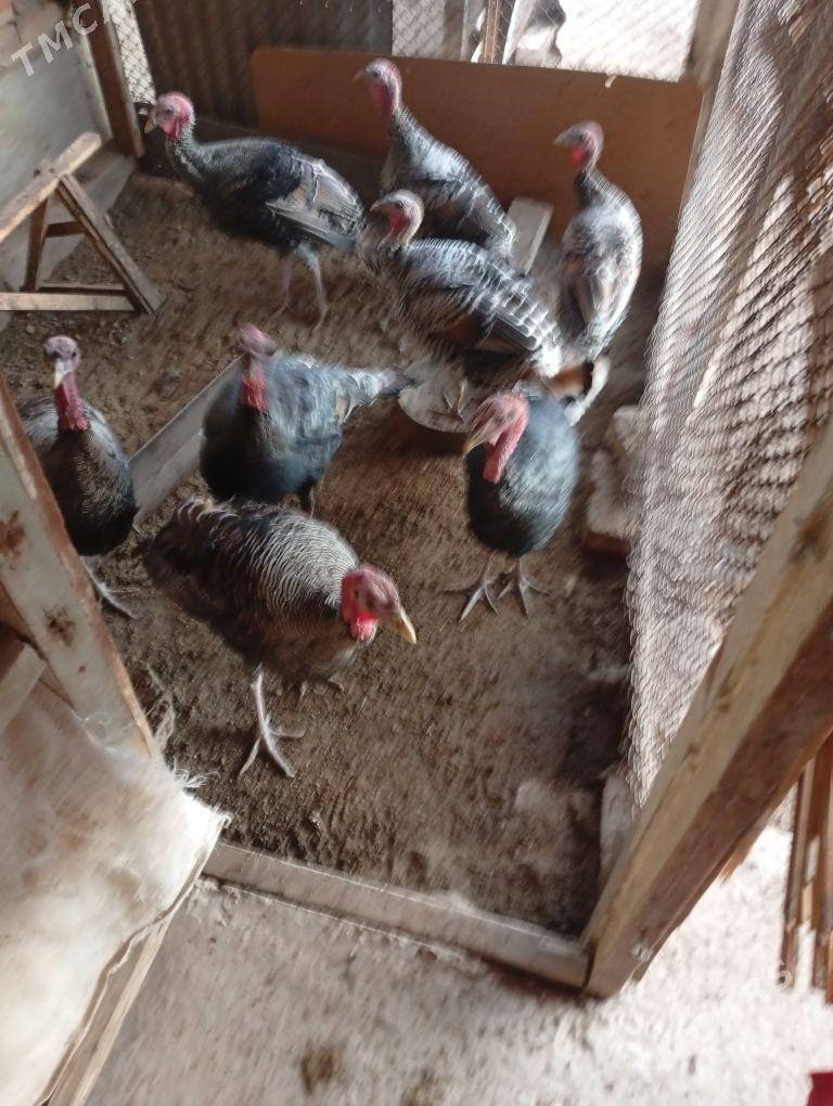 induk erkek - Çärjew - img 1