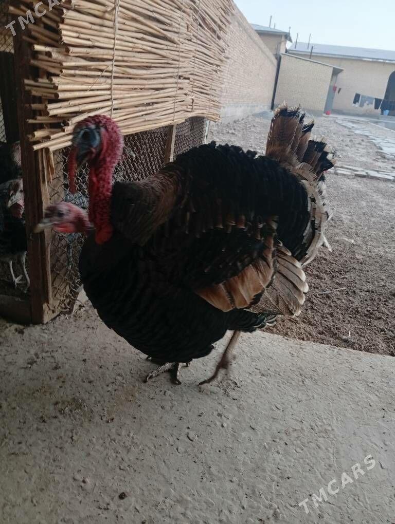 induk erkek - Çärjew - img 2