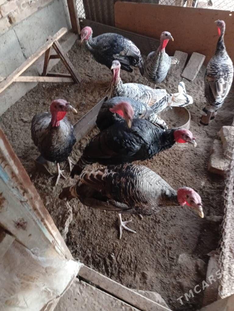 induk erkek - Çärjew - img 3