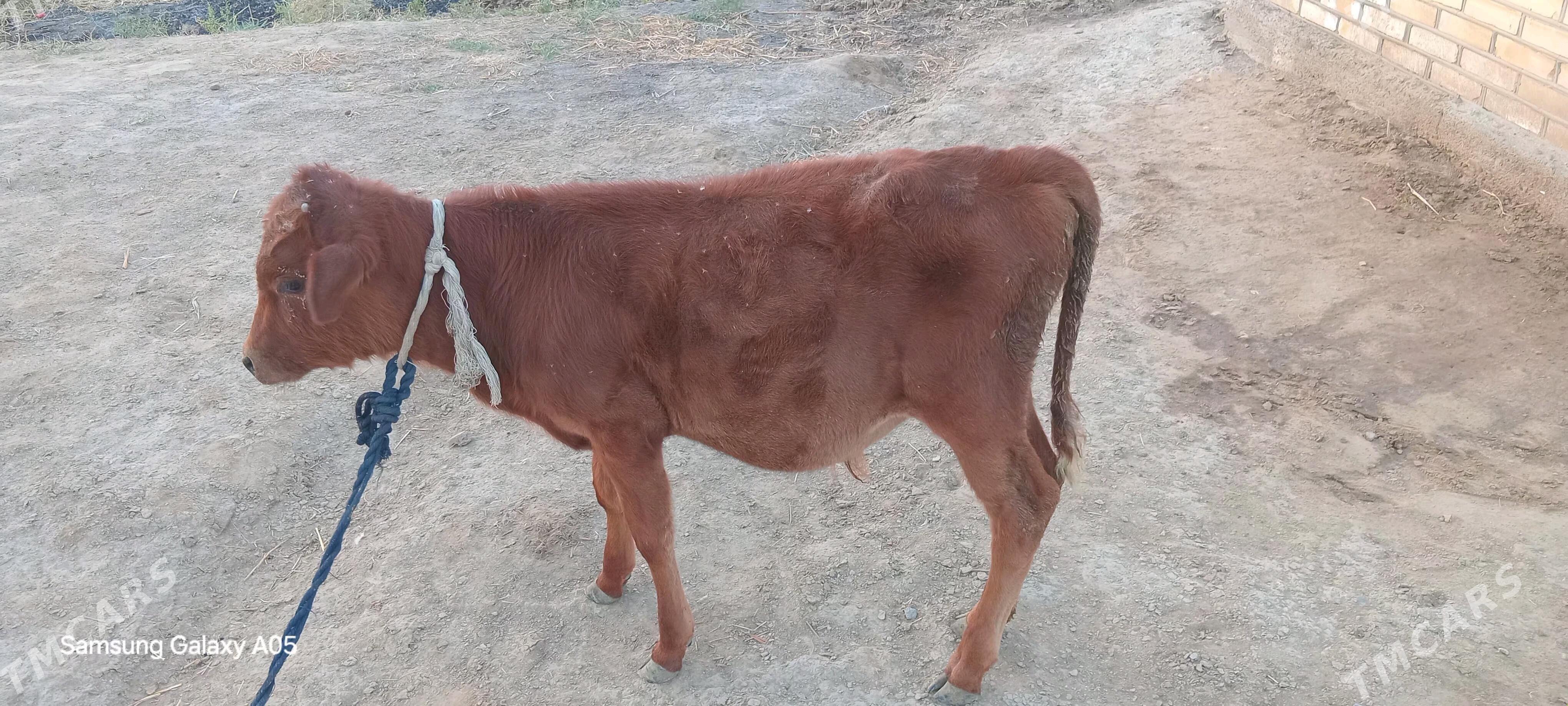 okizce - Mary - img 2