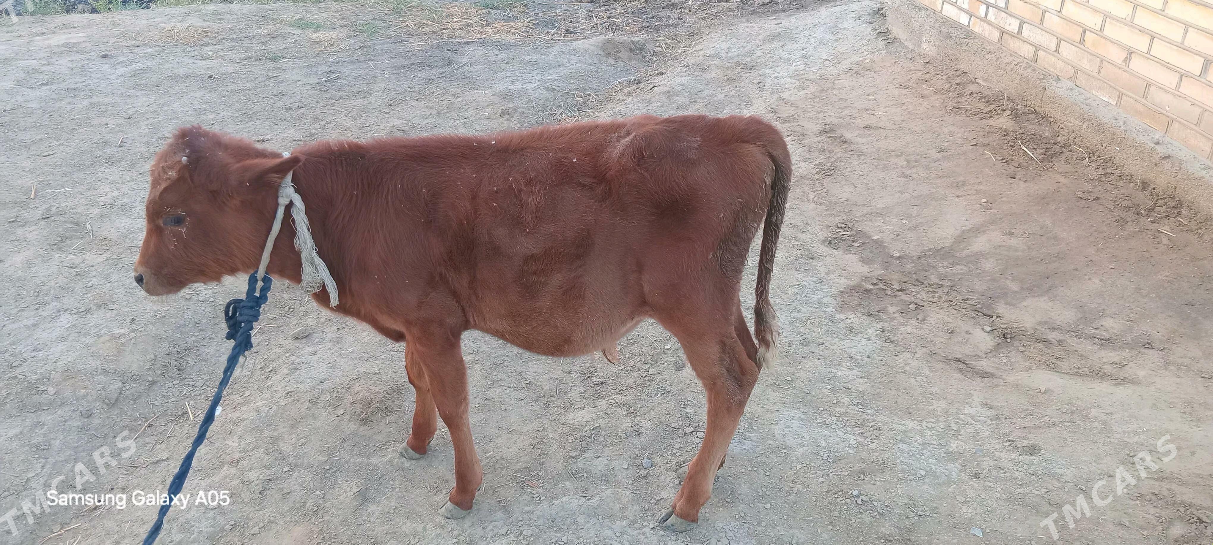 okizce - Mary - img 1