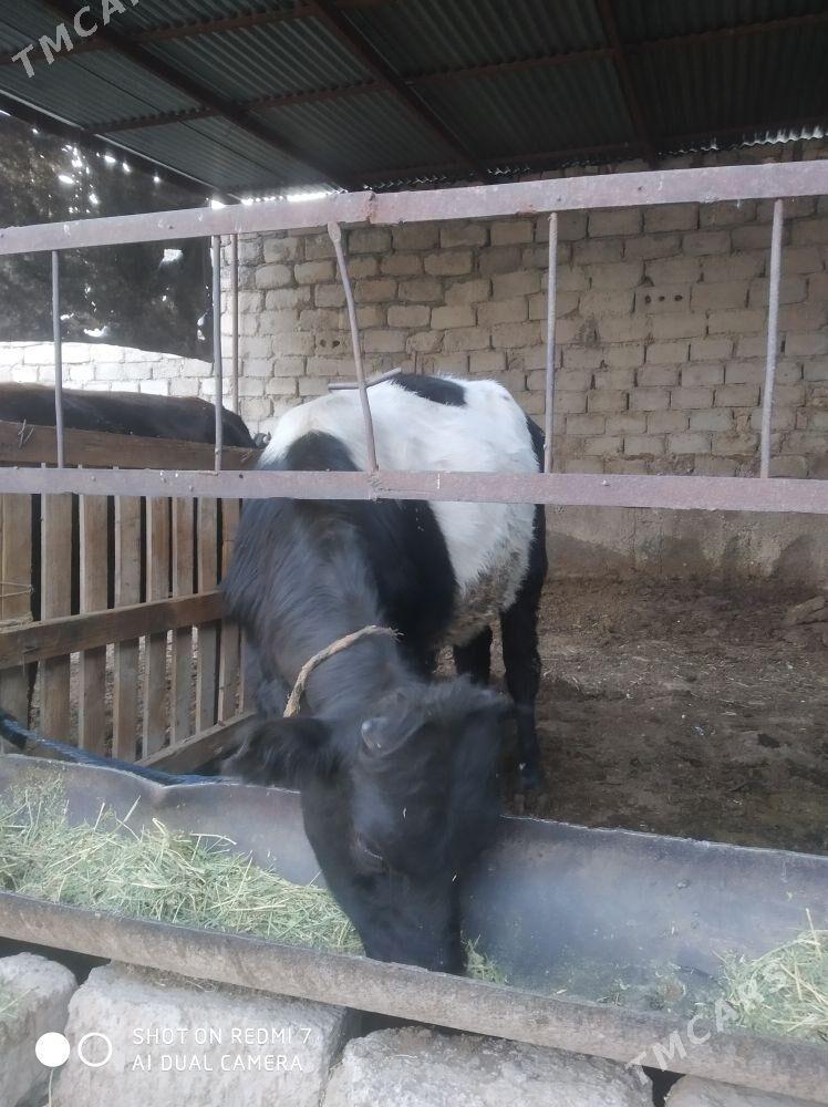 okuz - Aşgabat - img 2