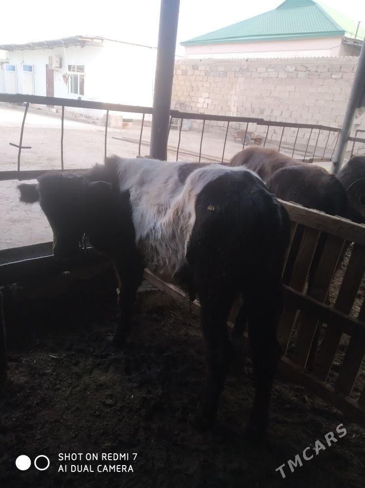 okuz - Aşgabat - img 3