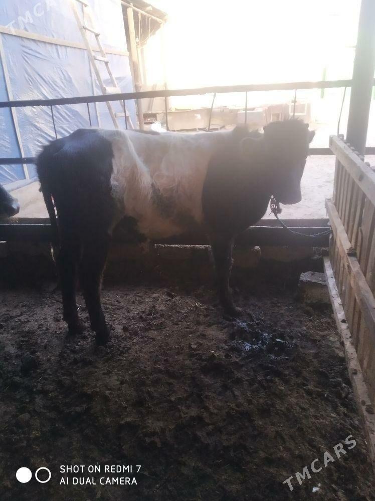 okuz - Aşgabat - img 5