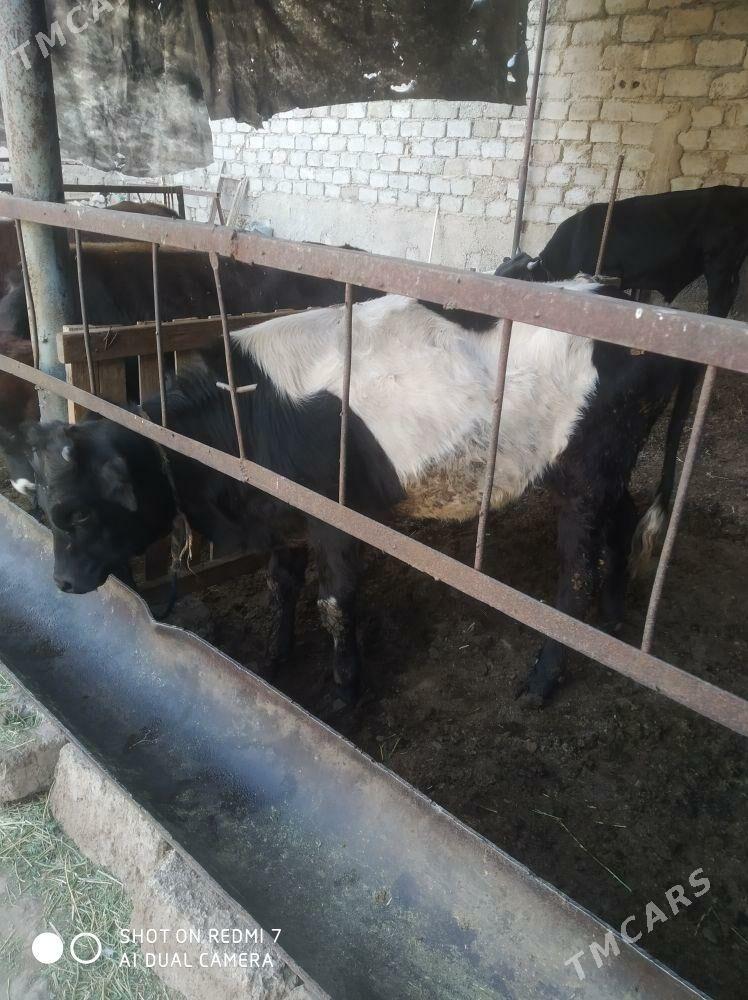 okuz - Aşgabat - img 4