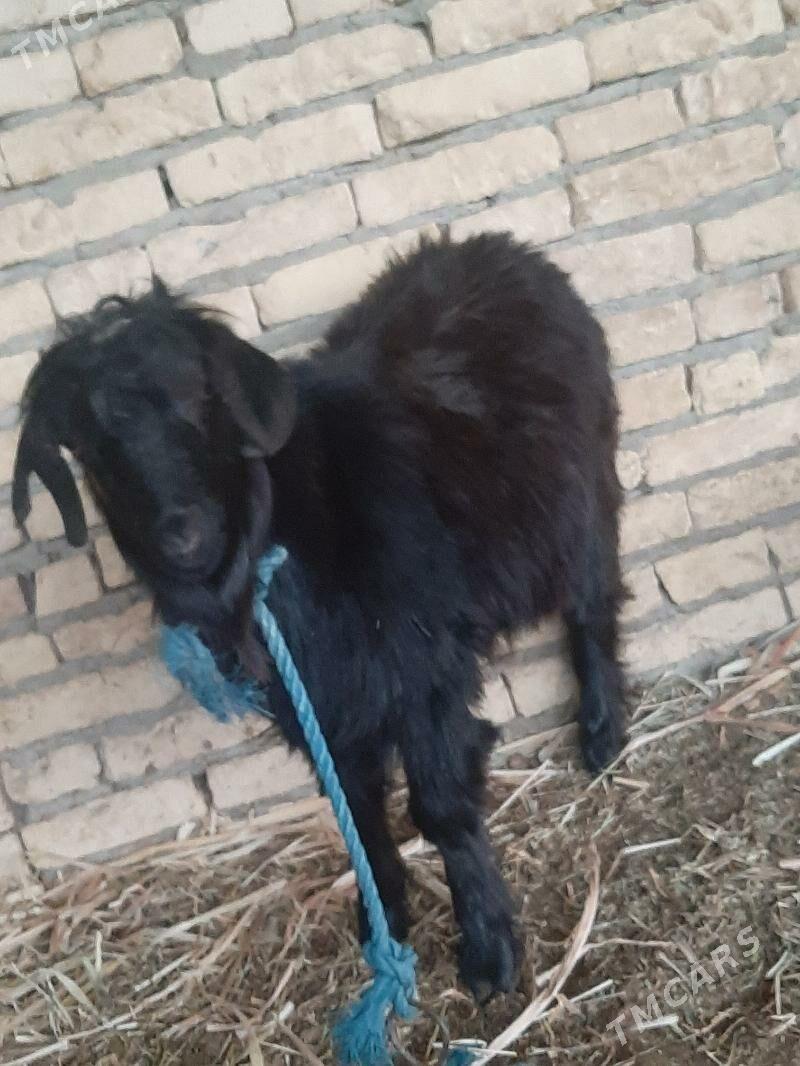 teke - Дянев - img 2