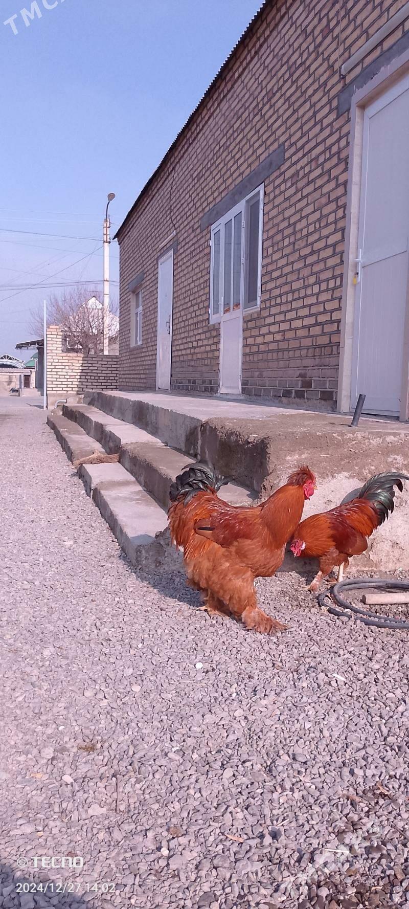 Brama - Gökdepe - img 2