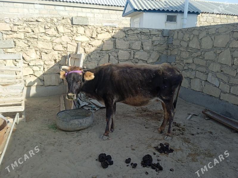 sygyr - Эсенгулы - img 2