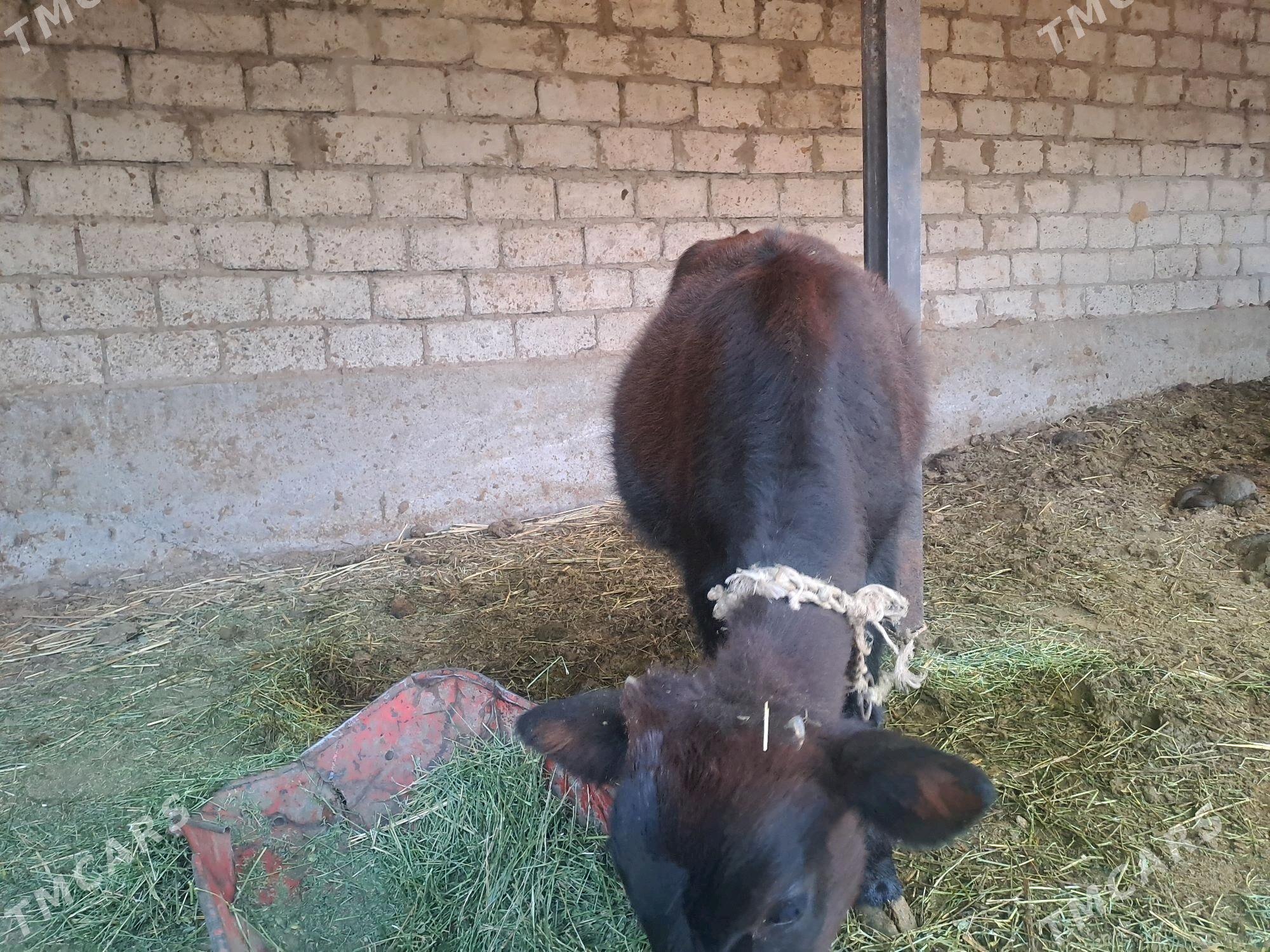 Tuwe - Änew - img 1