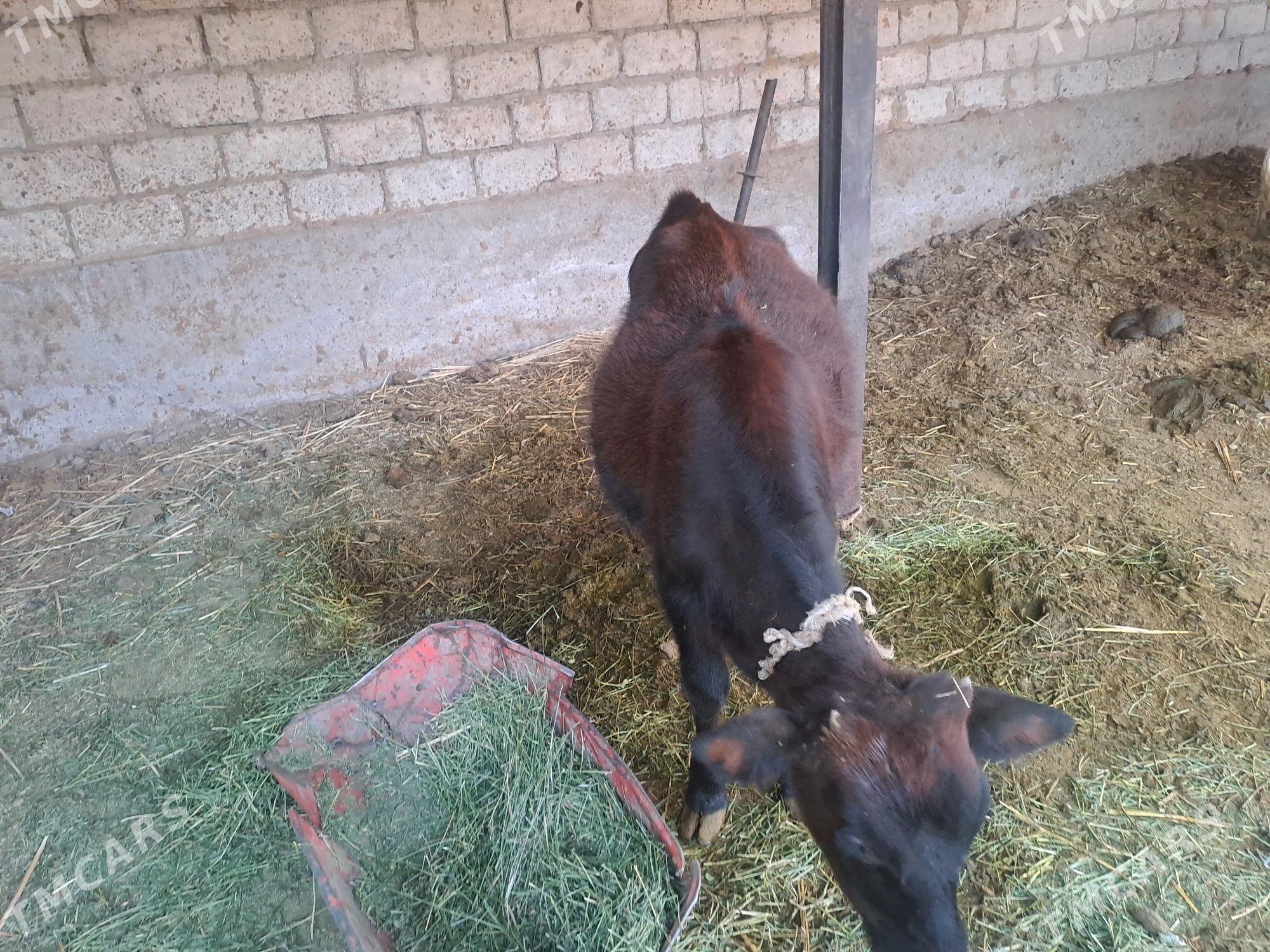 Tuwe - Änew - img 2