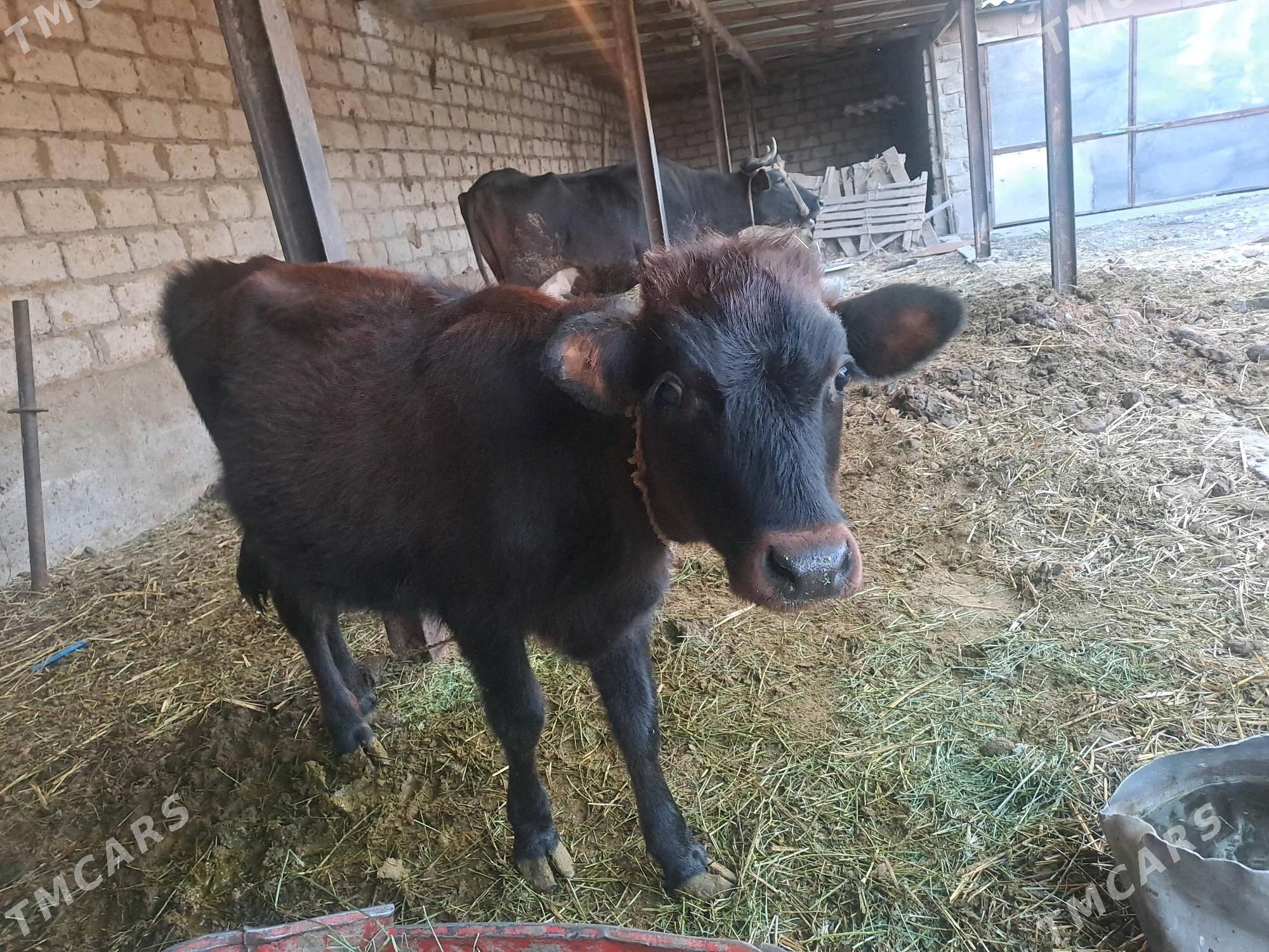 Tuwe - Änew - img 3