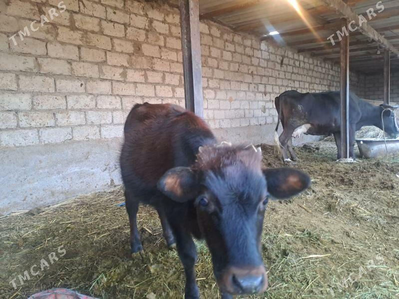 Tuwe - Änew - img 4