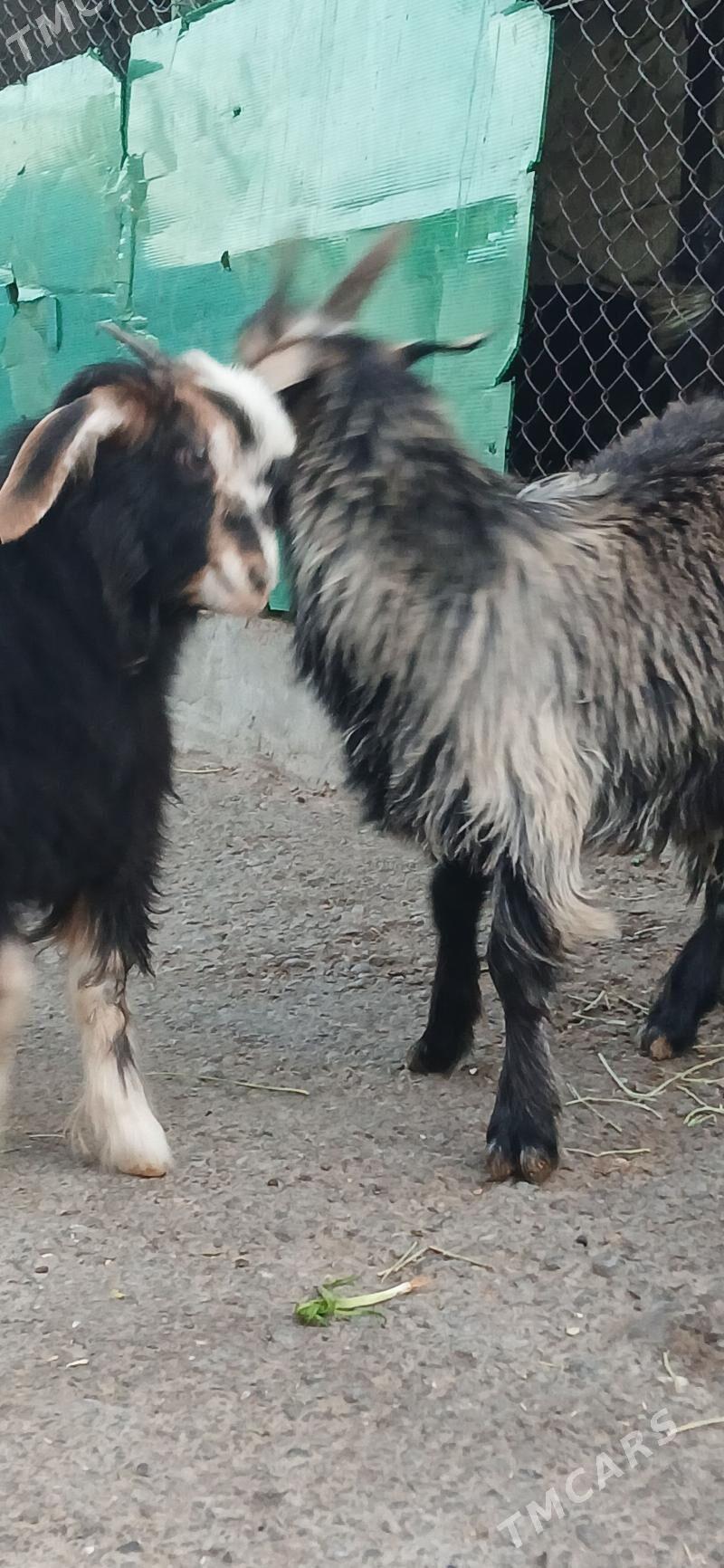 çebişler - Хитровка - img 6