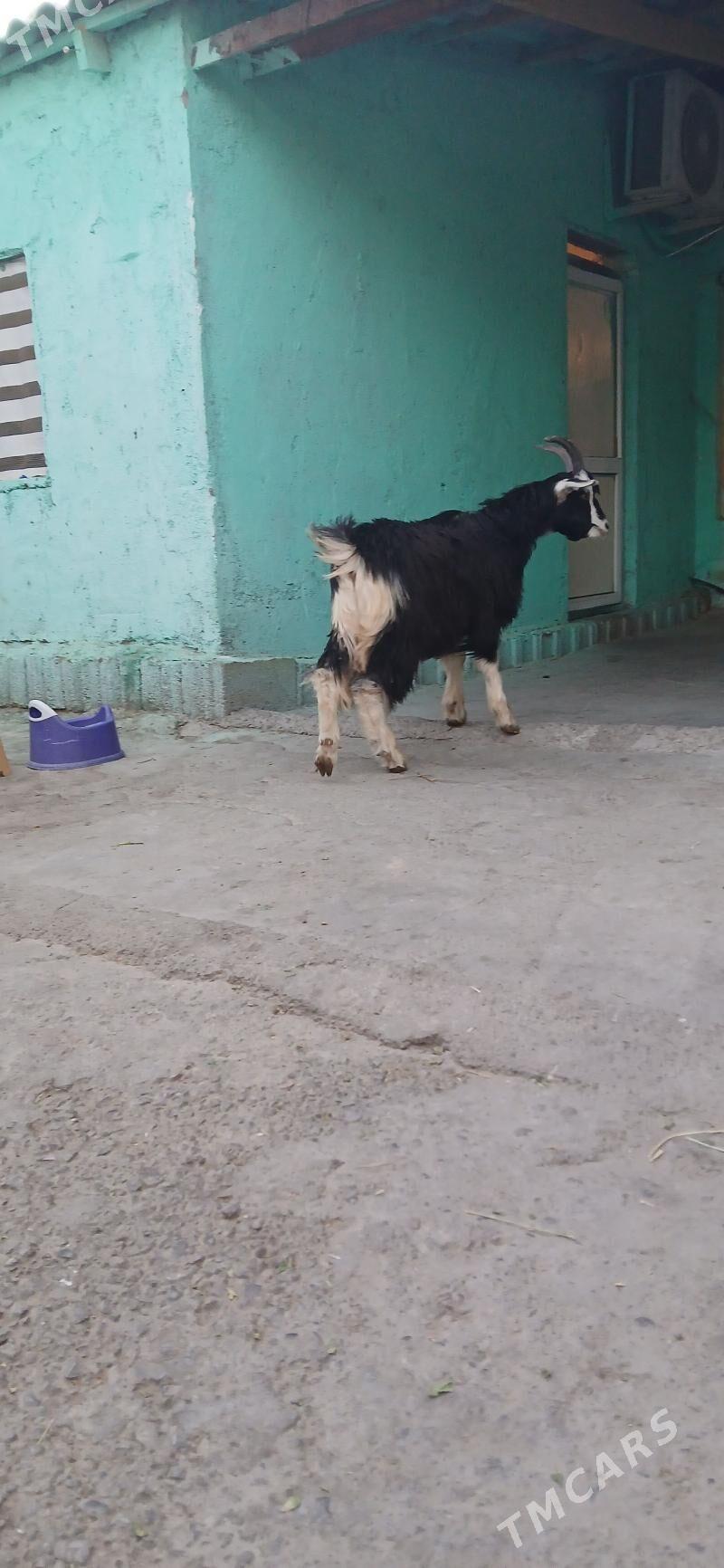 çebişler - Хитровка - img 4