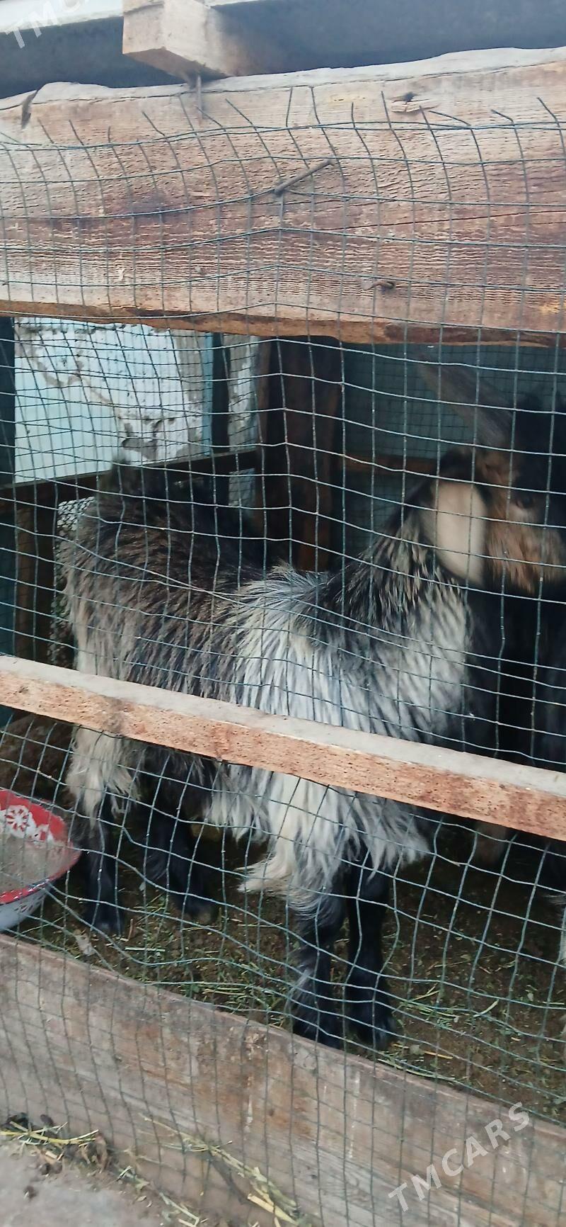 çebişler - Хитровка - img 7