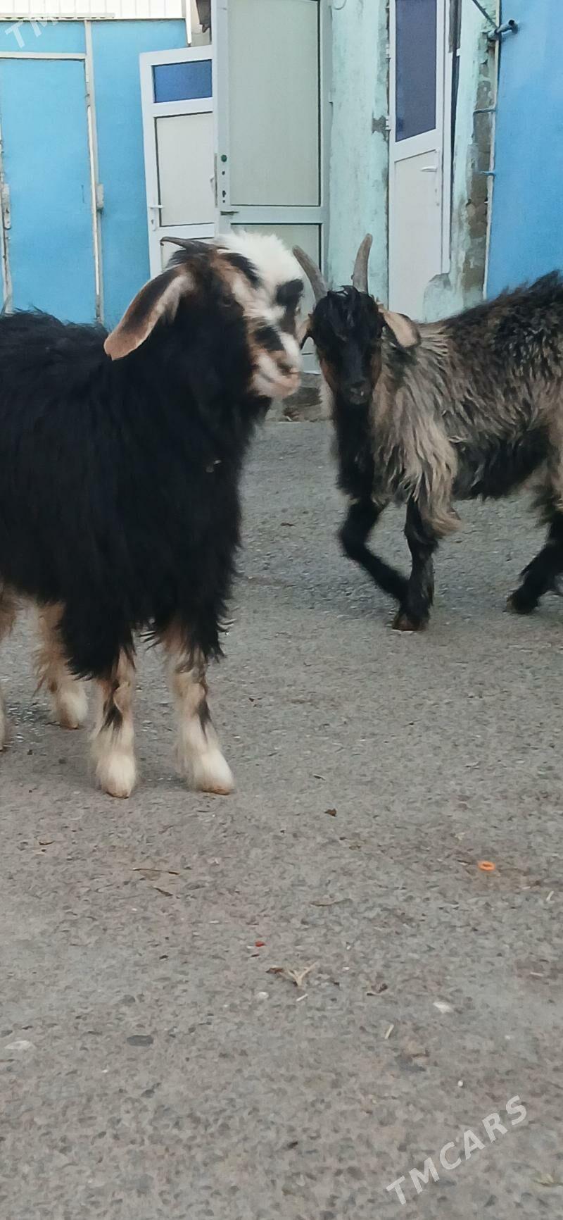 çebişler - Хитровка - img 5