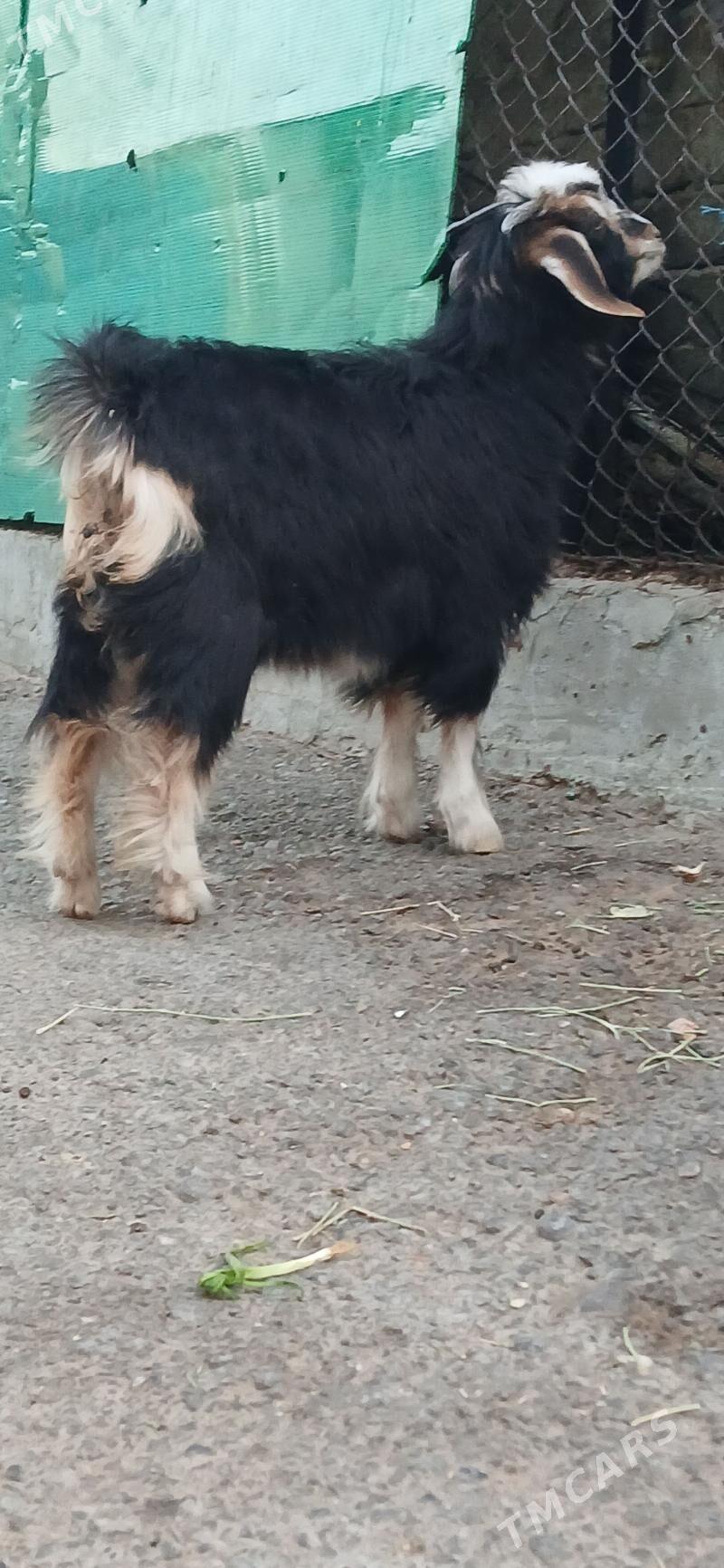 çebişler - Хитровка - img 2