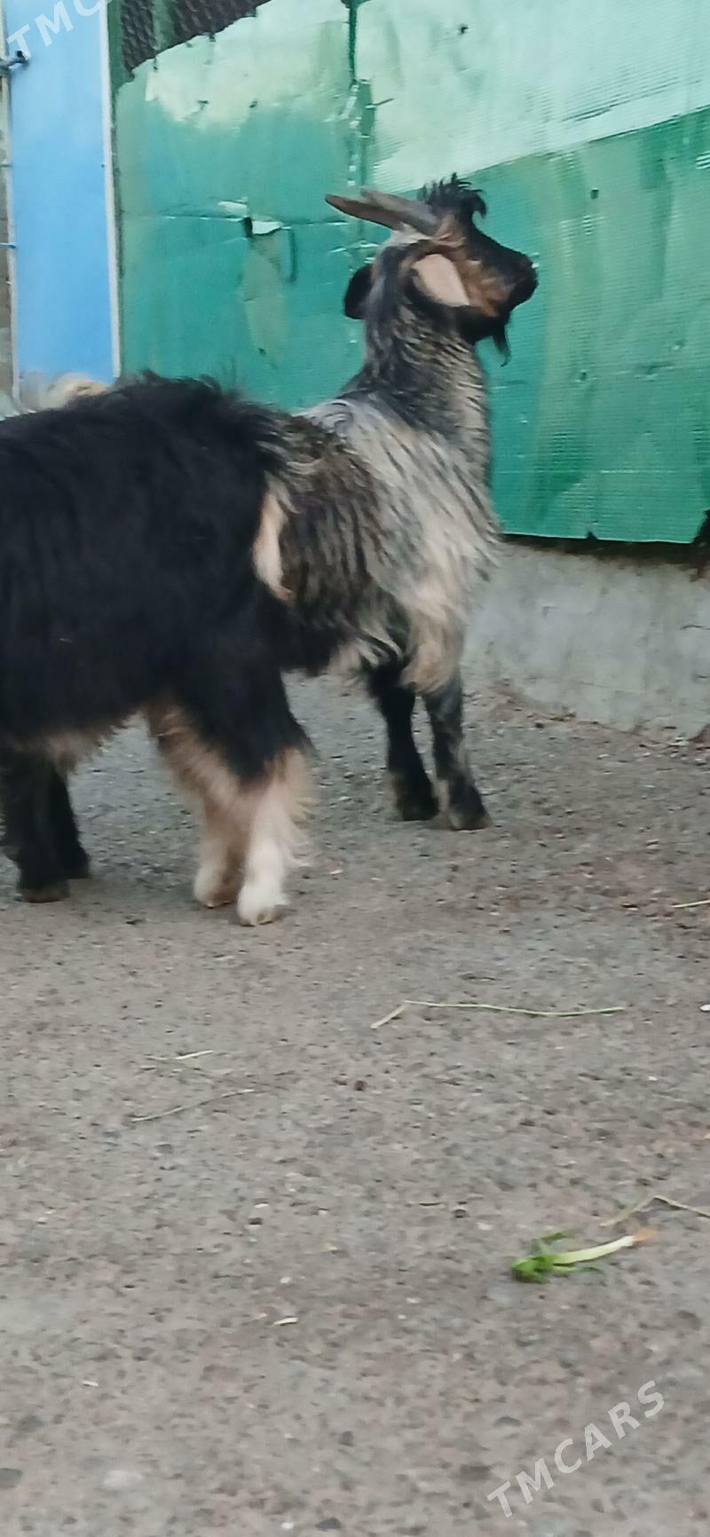 çebişler - Хитровка - img 3