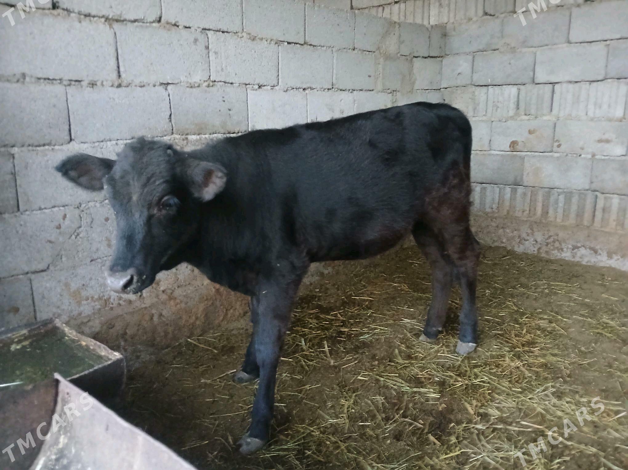 tuwe - Büzmeýin - img 3