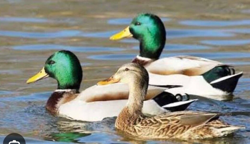 Guşlar  Bedene - Кака - img 3