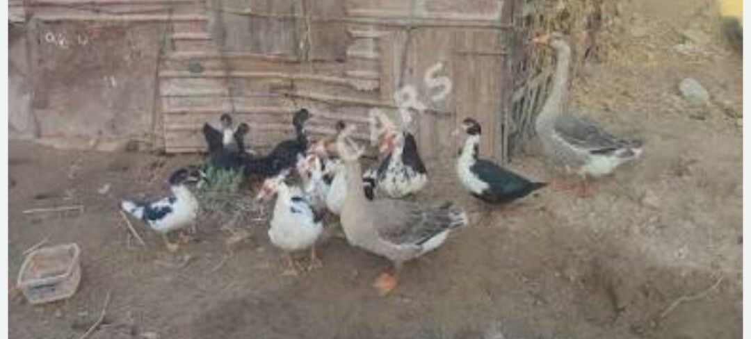 Guşlar  Bedene - Кака - img 2