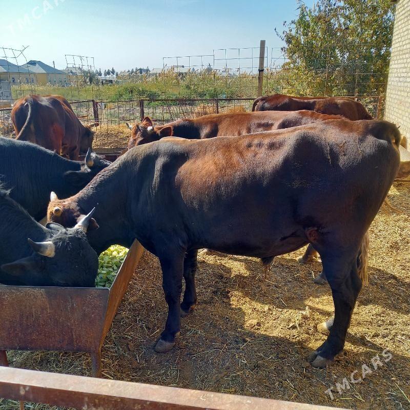 Öküz 6 sany - Murgap - img 2