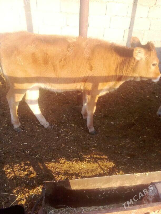 Tüwe - Бабадайхан - img 1