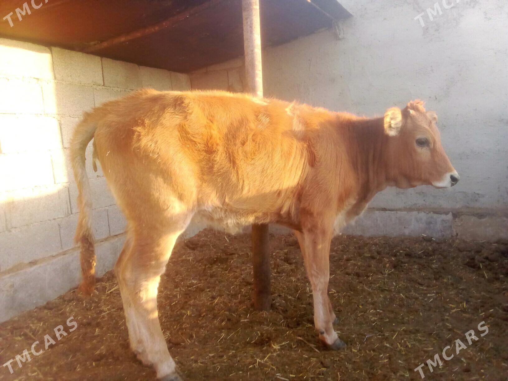 Tüwe - Бабадайхан - img 2