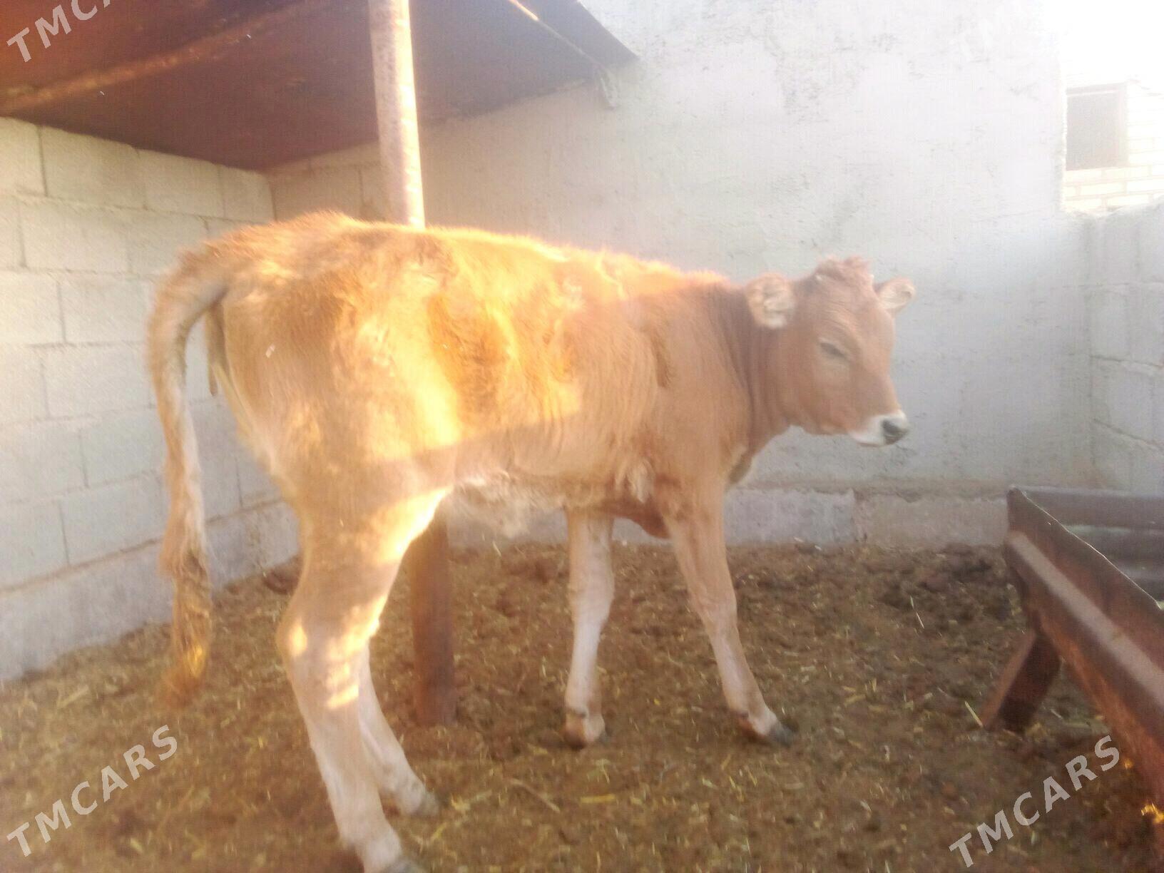 Tüwe - Бабадайхан - img 3