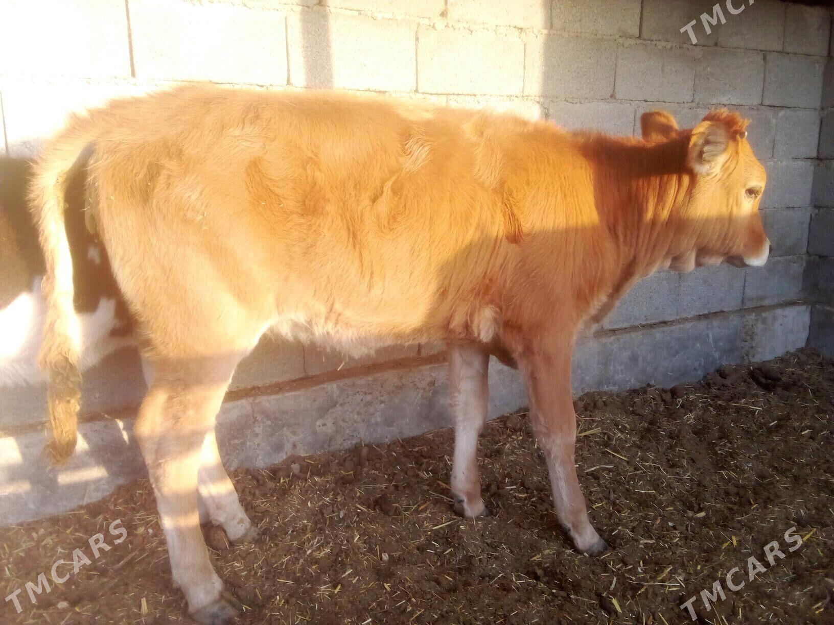 Tüwe - Бабадайхан - img 4