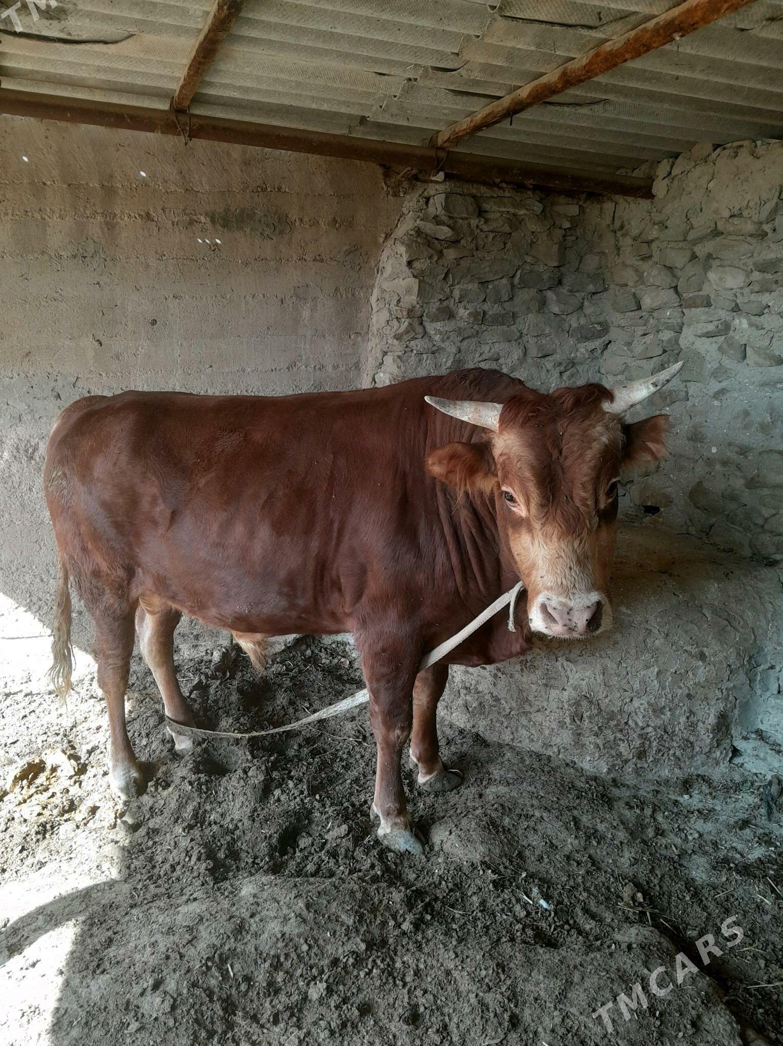 Okuz - Берекет - img 3