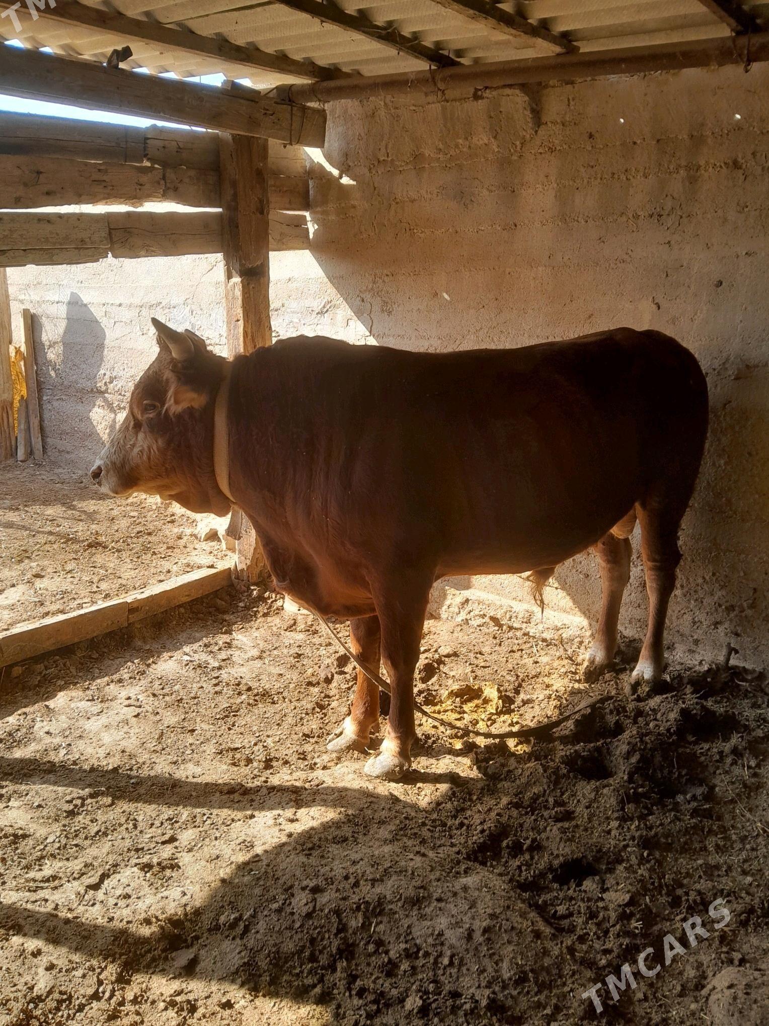 Okuz - Берекет - img 4