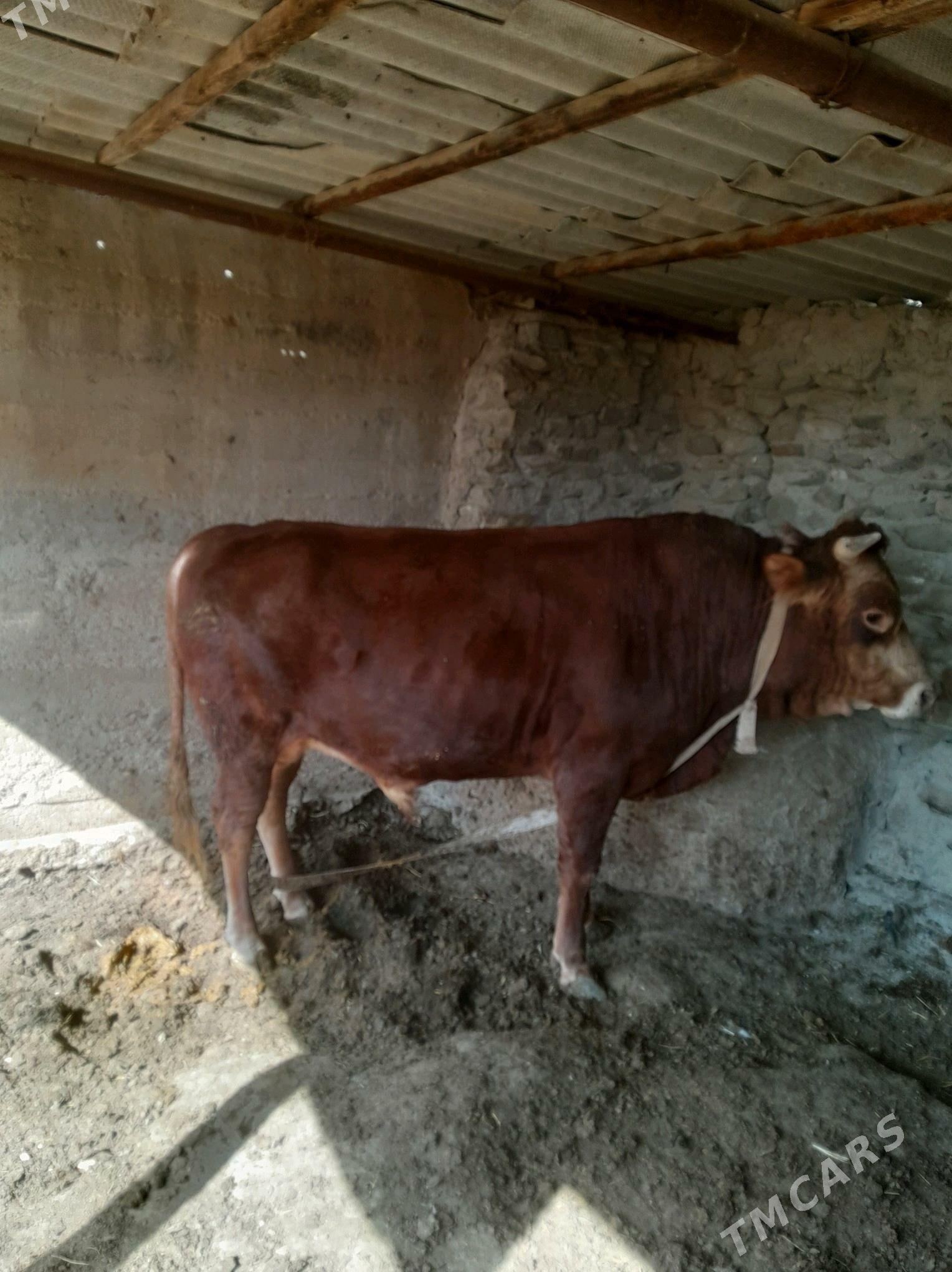 Okuz - Берекет - img 5