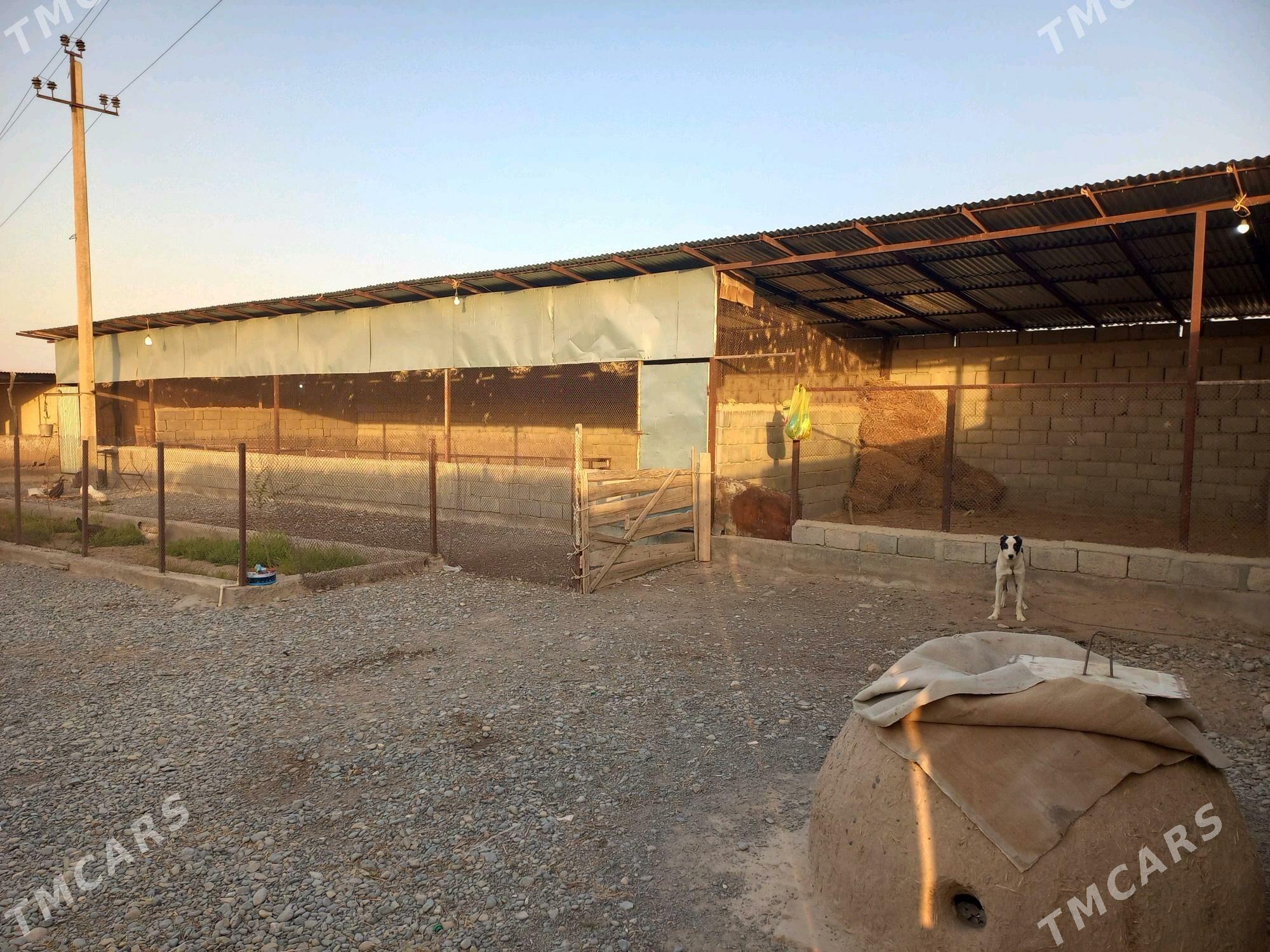 Satlyk jaý - Кака - img 2