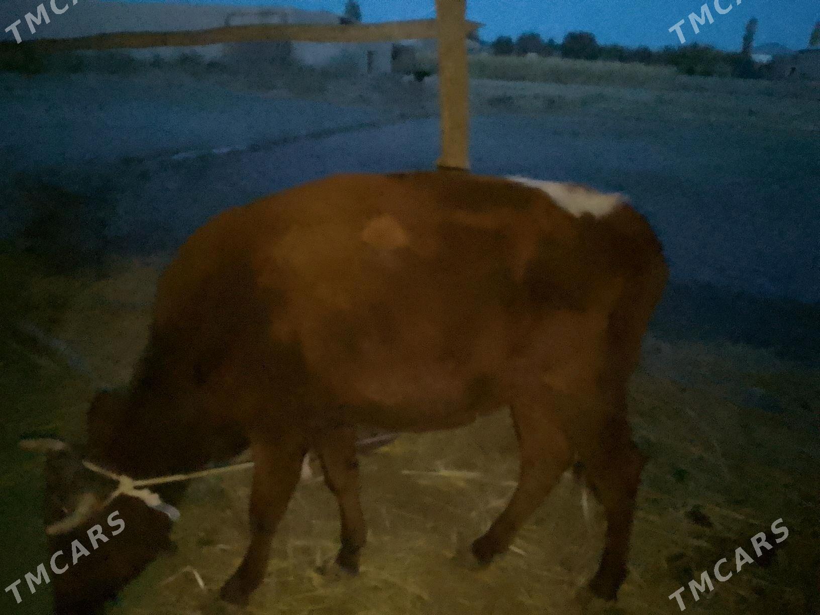 gacar - Гороглы (Тагта) - img 1