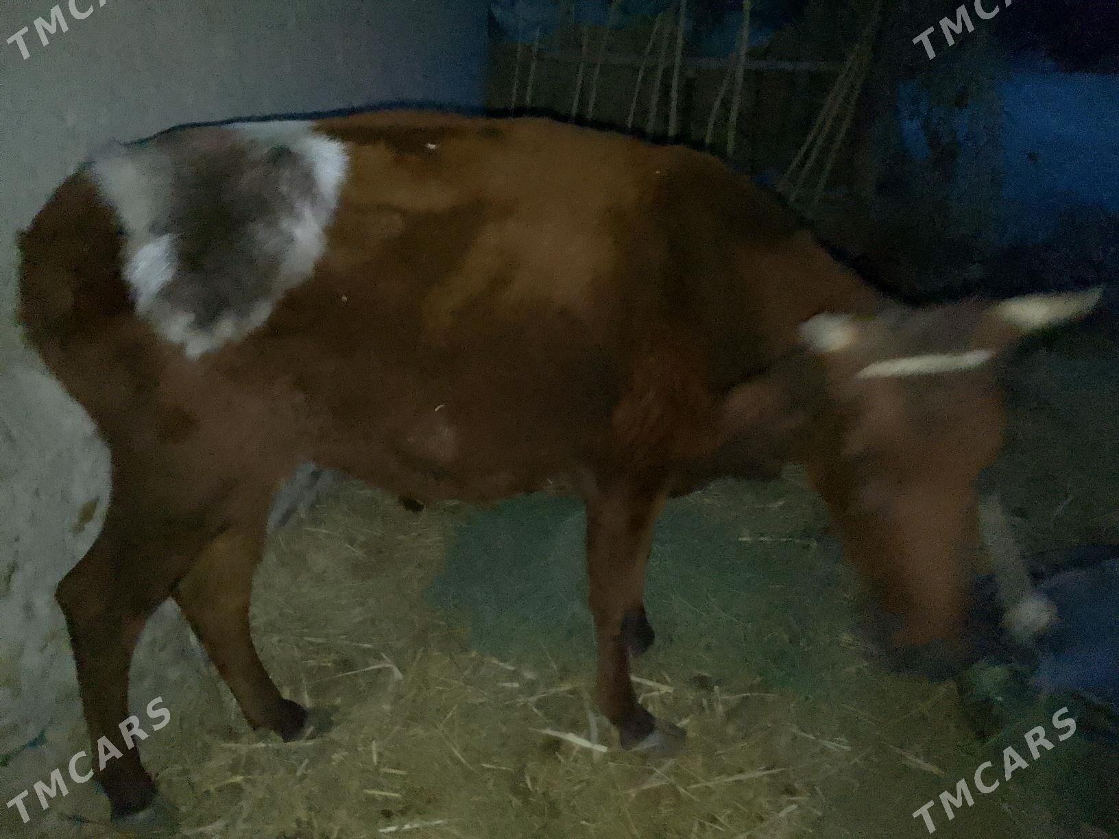 gacar - Гороглы (Тагта) - img 2