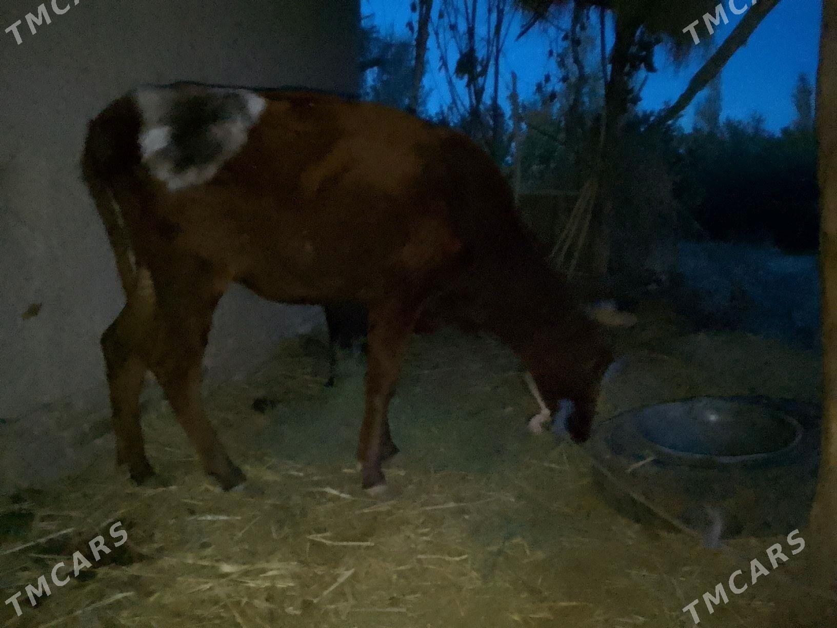 gacar - Гороглы (Тагта) - img 3