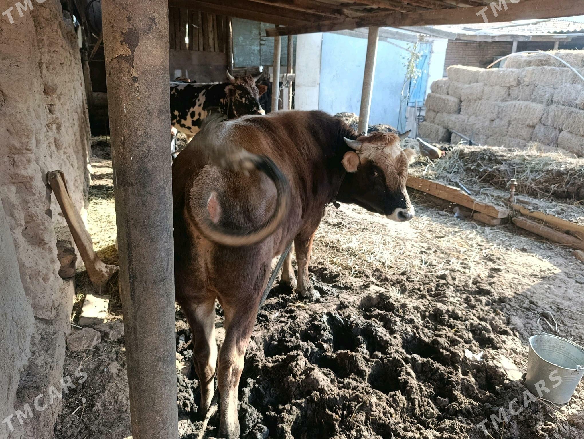 okuz - Теджен - img 2