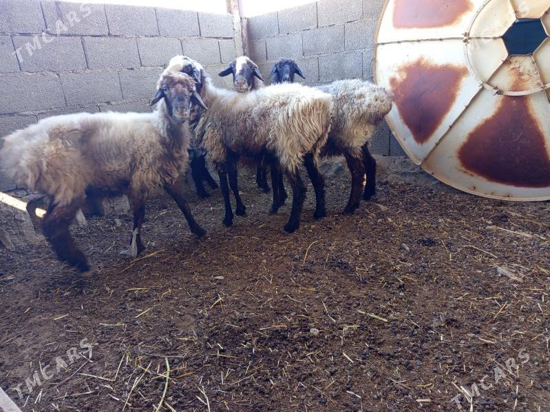 goyun  4 sany - Bereket - img 3